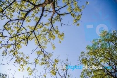 Tree With Sky Stock Photo