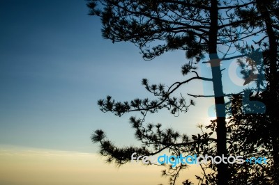 Tree With Sunrise Background Stock Photo