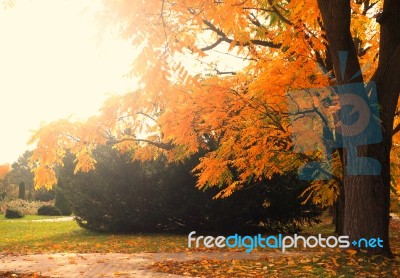 Tree With Yellow Tree Stock Photo