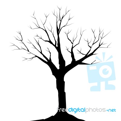 Tree Without Leaves Stock Image