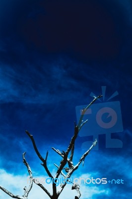 Trees Against A Beautiful Blue Sky Stock Photo