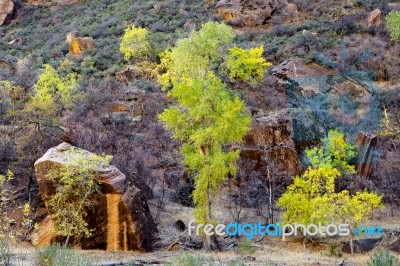 Trees And Boulders In Zion National Park Stock Photo