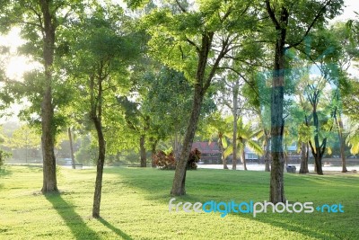 Trees And Green Grass In The Park Stock Photo