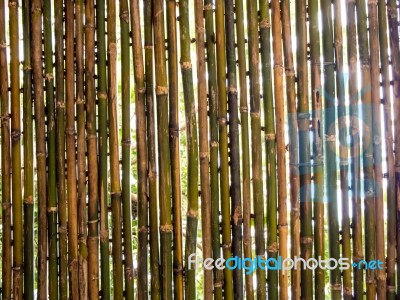 Trees And Lighting Behide The Bamboo Patition Stock Photo