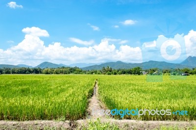 Trees And Mountains On A Bright Sky Stock Photo