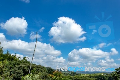 Trees And Mountains On A Bright Sky Stock Photo