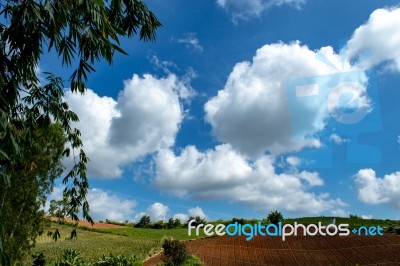 Trees And Mountains On A Bright Sky Stock Photo