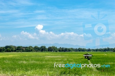 Trees And Mountains On A Bright Sky Stock Photo