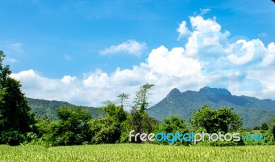 Trees And Mountains On A Bright Sky Stock Photo