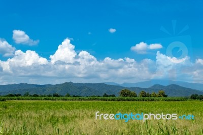 Trees And Mountains On A Bright Sky Stock Photo