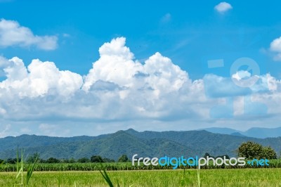 Trees And Mountains On A Bright Sky Stock Photo