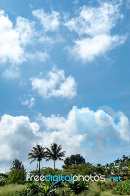 Trees And Mountains On A Bright Sky Stock Photo