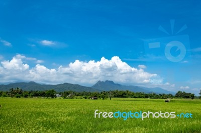 Trees And Mountains On A Bright Sky Stock Photo