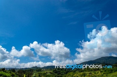 Trees And Mountains On A Bright Sky Stock Photo