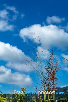 Trees And Mountains On A Bright Sky Stock Photo