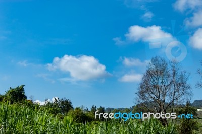 Trees And Mountains On A Bright Sky Stock Photo