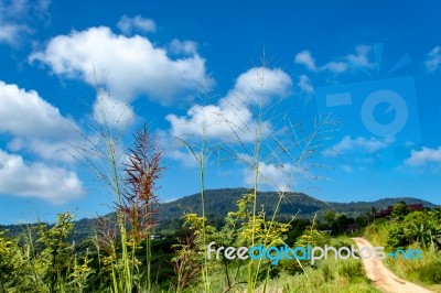 Trees And Mountains On A Bright Sky Stock Photo