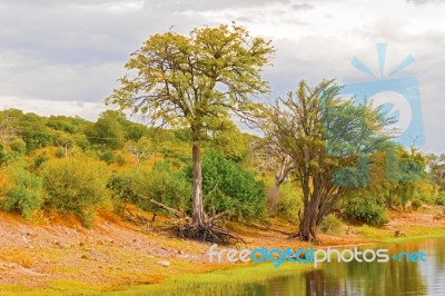 Trees At Chobe River Stock Photo