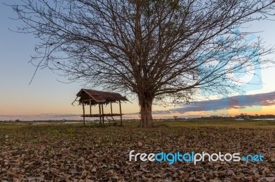 Trees Black Dawn Stock Photo