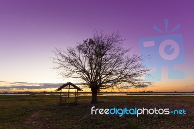 Trees Black Dawn Stock Photo