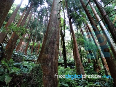 Trees From The Ground Stock Photo