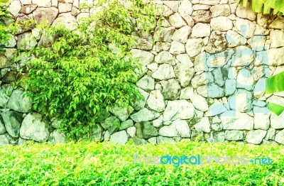 Trees Growing On A Wall Stock Photo