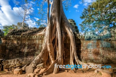 Trees Growing Out Of Ta Prohm Temple, Angkor Wat In Cambodia Stock Photo