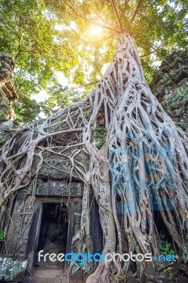 Trees Growing Out Of Ta Prohm Temple, Angkor Wat In Cambodia Stock Photo