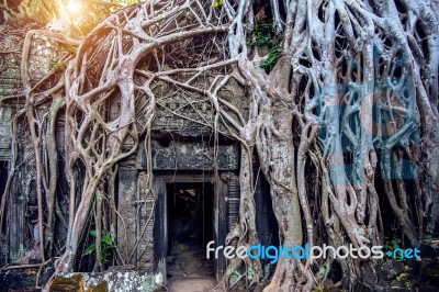 Trees Growing Out Of Ta Prohm Temple, Angkor Wat In Cambodia Stock Photo