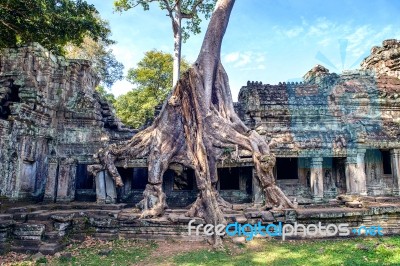 Trees Growing Out Of Ta Prohm Temple, Angkor Wat In Cambodia Stock Photo