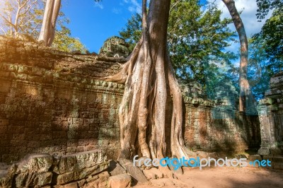 Trees Growing Out Of Ta Prohm Temple, Angkor Wat In Cambodia Stock Photo