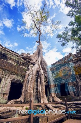 Trees Growing Out Of Ta Prohm Temple, Angkor Wat In Cambodia Stock Photo