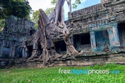 Trees Growing Out Of Ta Prohm Temple, Angkor Wat In Cambodia Stock Photo