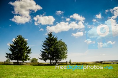 Trees In A Summer Cloudy Day Stock Photo