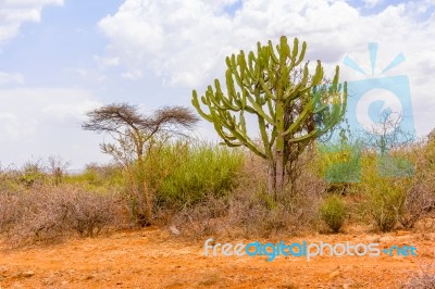 Trees In Ethiopia Stock Photo