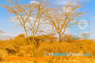 Trees In Ethiopia Stock Photo