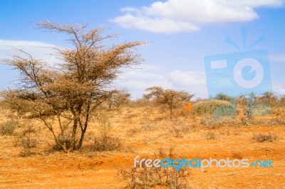 Trees In Ethiopia Stock Photo