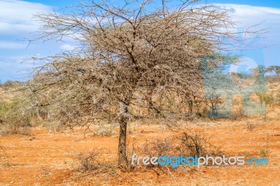 Trees In Ethiopia Stock Photo