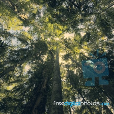 Trees In Mapleton Falls National Park Rainforest, Glass House Mountains Stock Photo