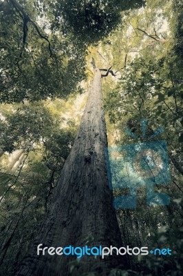 Trees In Mapleton Falls National Park Rainforest, Glass House Mountains Stock Photo