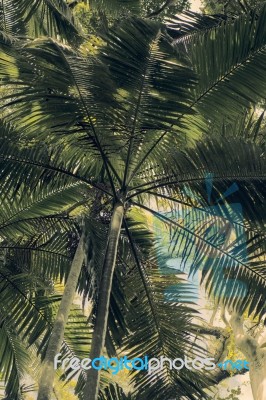 Trees In Mapleton Falls National Park Rainforest, Glass House Mountains Stock Photo