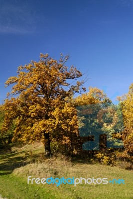 Trees in nature Stock Photo