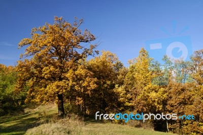 Trees in nature Stock Photo