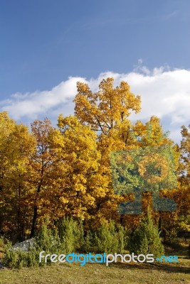 Trees in nature Stock Photo