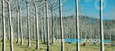 Trees In The Country Field  Stock Photo