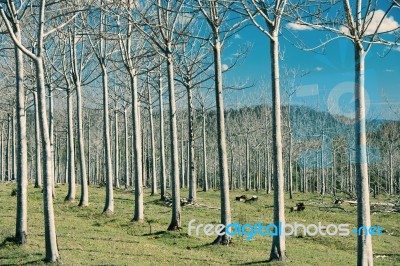 Trees In The Country Field  Stock Photo