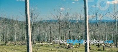 Trees In The Country Field  Stock Photo