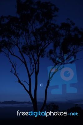 Trees In The Countryside In Queensland Stock Photo