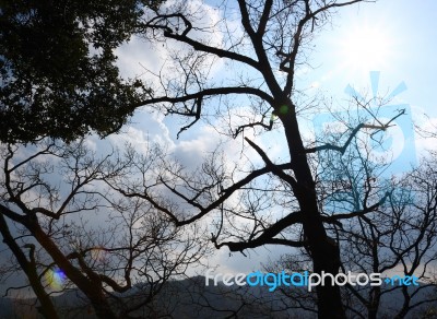 Trees In The Forest Stock Photo