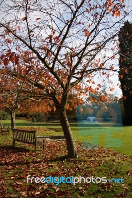 Trees In The Grounds Of The Ashdown Park Hotel Stock Photo